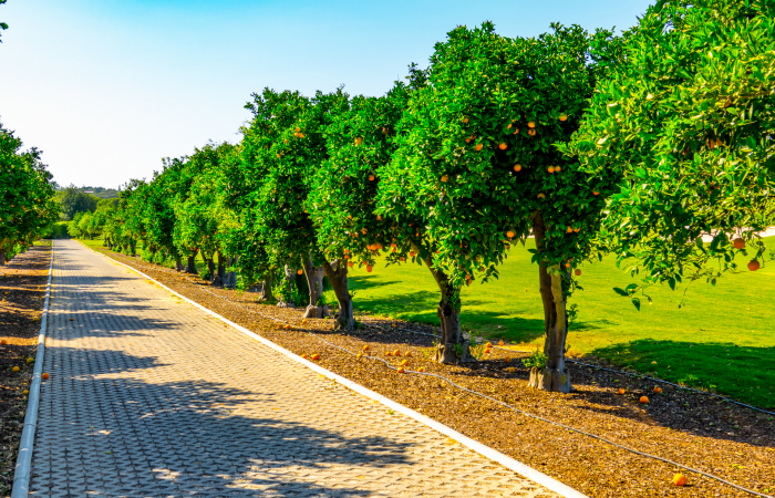 Orange trees in the Laranjal Golf Course