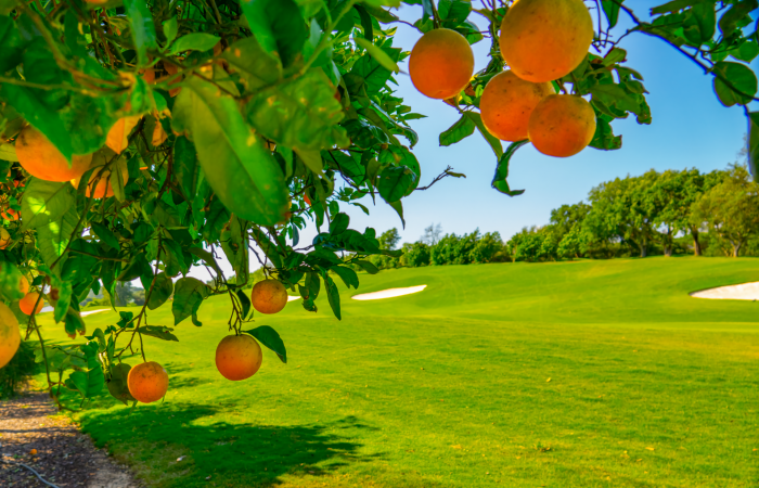 Orange tree with oranges and Laranjal Golf Course on the right side