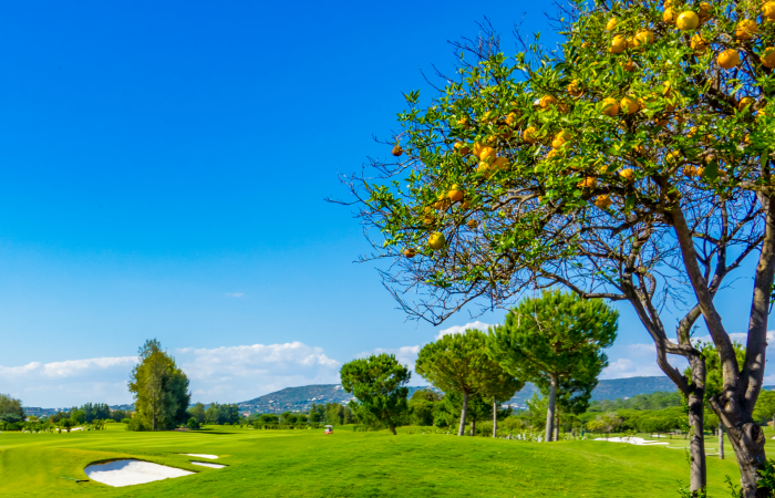 Orange tree on the right side and Laranjal Golf course on the left side